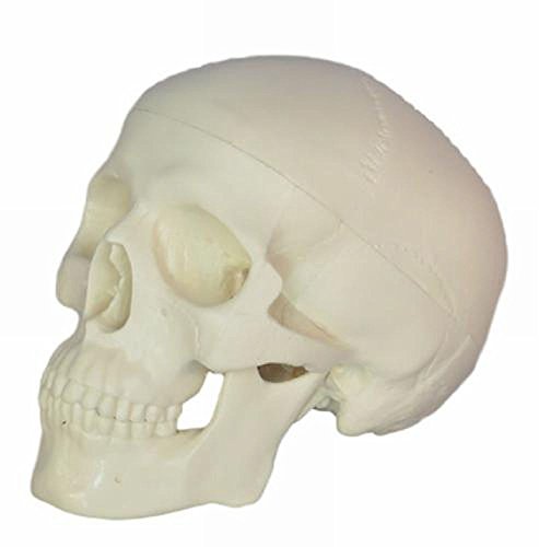 Ｍ３　頭蓋骨模型 頭部ガイコツ 人体模型 顎関節 歯科 耳鼻科 眼科ドクロ スカル インテリア 　頭部開閉　顎関節可動 (スタンダード)